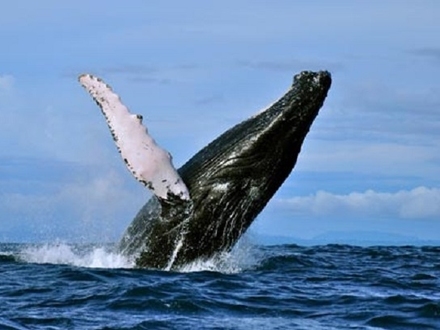 Avistamiento de Ballenas en Nuquí